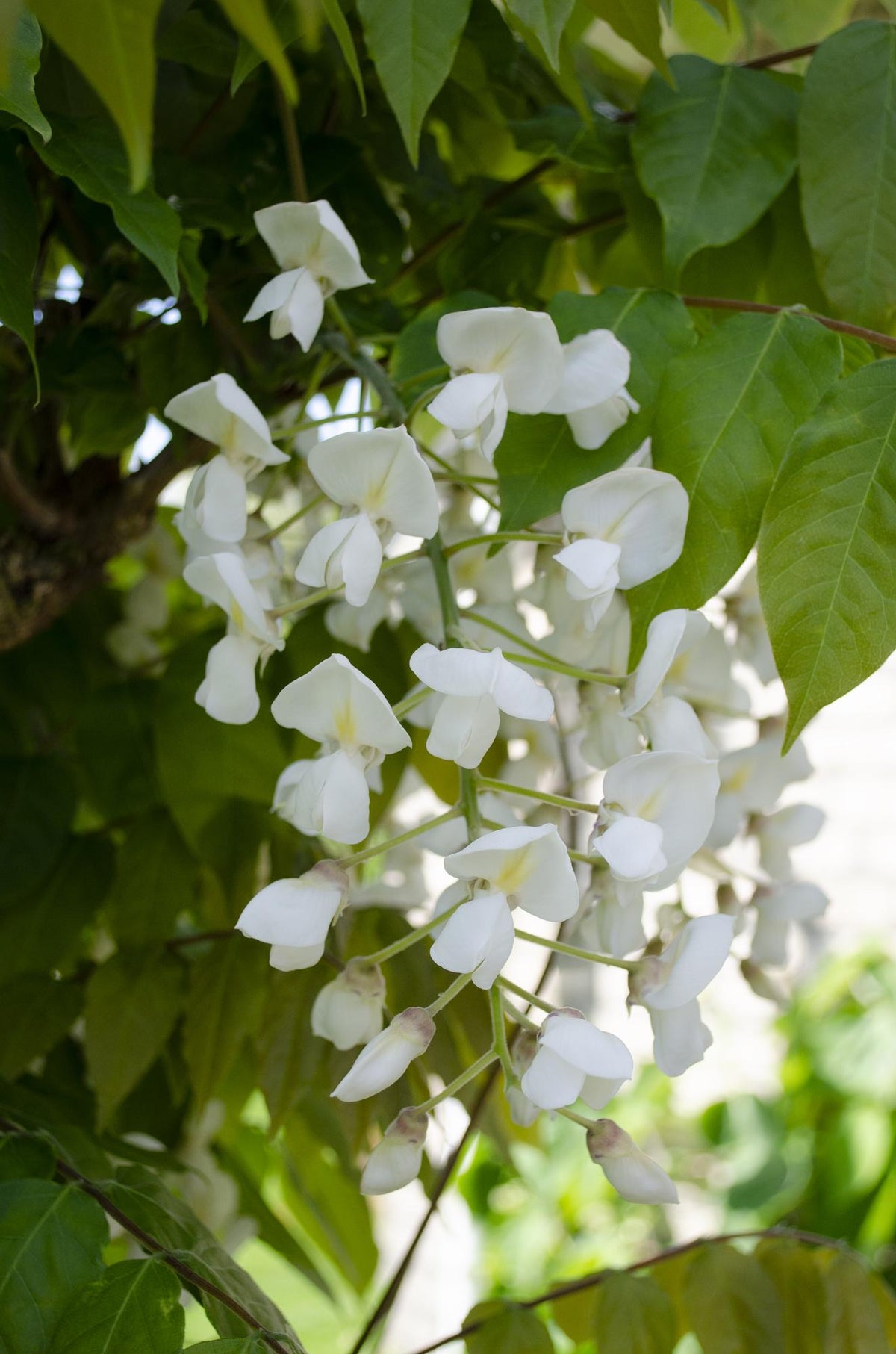 Glycine du Japon Longissima Alba - Glycine blanche - 2 plants - H 65 cm, pot Ø15 cm