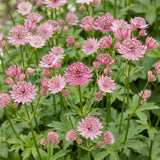 Grande astrance - Astrantia major - H 15-25 cm, pot Ø11 cm - photo 5