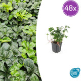 Pachysandra Green Sheen en godet - Pachysandra terminalis - H 10-25 cm, pot Ø9 cm