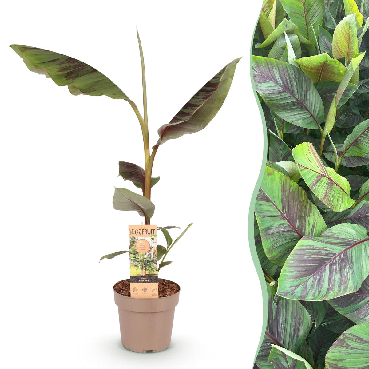 Green boutiQ - Fruitplant - Japanse vezelbanaan - Musa Ever Red - Winterhard - Pot 21cm Hoogte 90cm