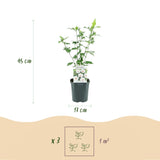 Red Heart Hibiscus syriacus - Hardy Garden Hibiscus Shrub - White & Red Flowering Plant - 3 Plants - 17cm Pot - 45cm Height
