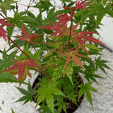 Green boutiQ - Terrasplant - Japanse Esdoorn - Acer palmatum Phoenix - Roze - 1 Plant - Bladverliezend - Pot 19cm Hoogte 70cm