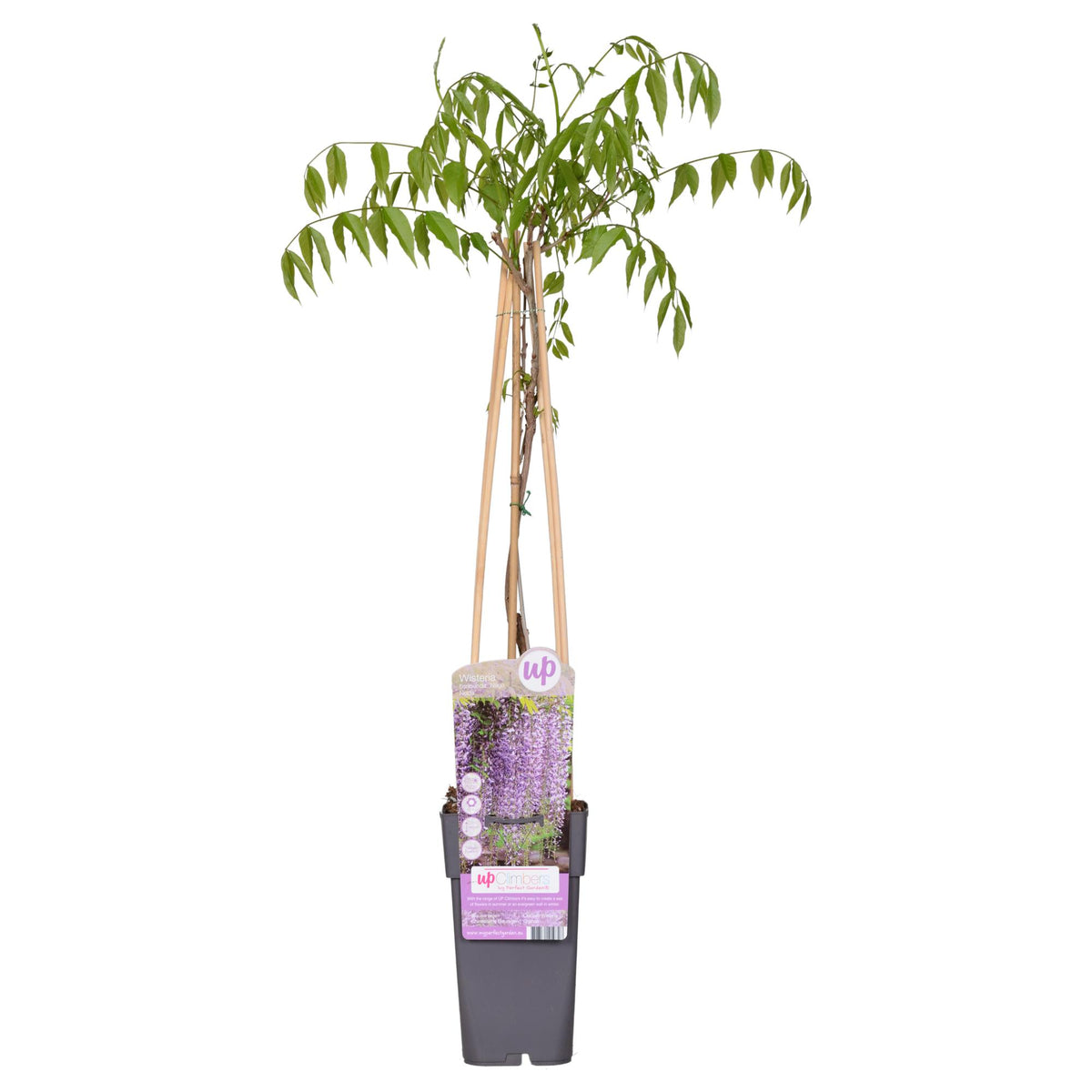 Glycine du Japon Naga Noda - Glycine violette - H 65 cm, pot Ø15 cm