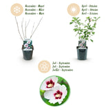 Green Bouquet - Garden Plant - Hibiscus syriacus Hamabo - Garden Hibiscus - Winter Hardy - White - Pink - 3 Plants - 17cm Pot - Height 45cm