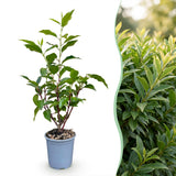 Laurier du Portugal Angustifolia pour haie - Prunus lusitanica - H 25-35 cm, pot Ø9 cm - photo 3