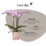 Orchidée Phalaenopsis rose Mineral Chamberry - H 35 cm, pot Ø9 cm