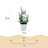 Green boutiQ - Terrasplant - Eucalyptus boom - Eucalyptus gunni  - Grijs - 6 Planten - Winterhard - Pot 17cm Hoogte 40cm