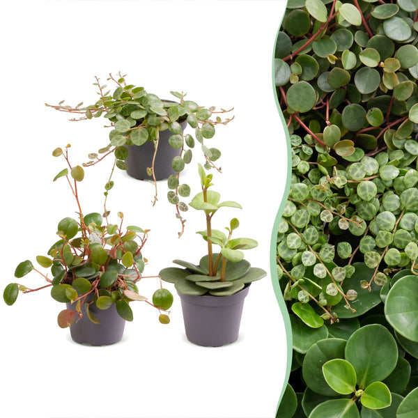 Baby Peperomia - Hope, Pepperspot et prostrata - lot de 3