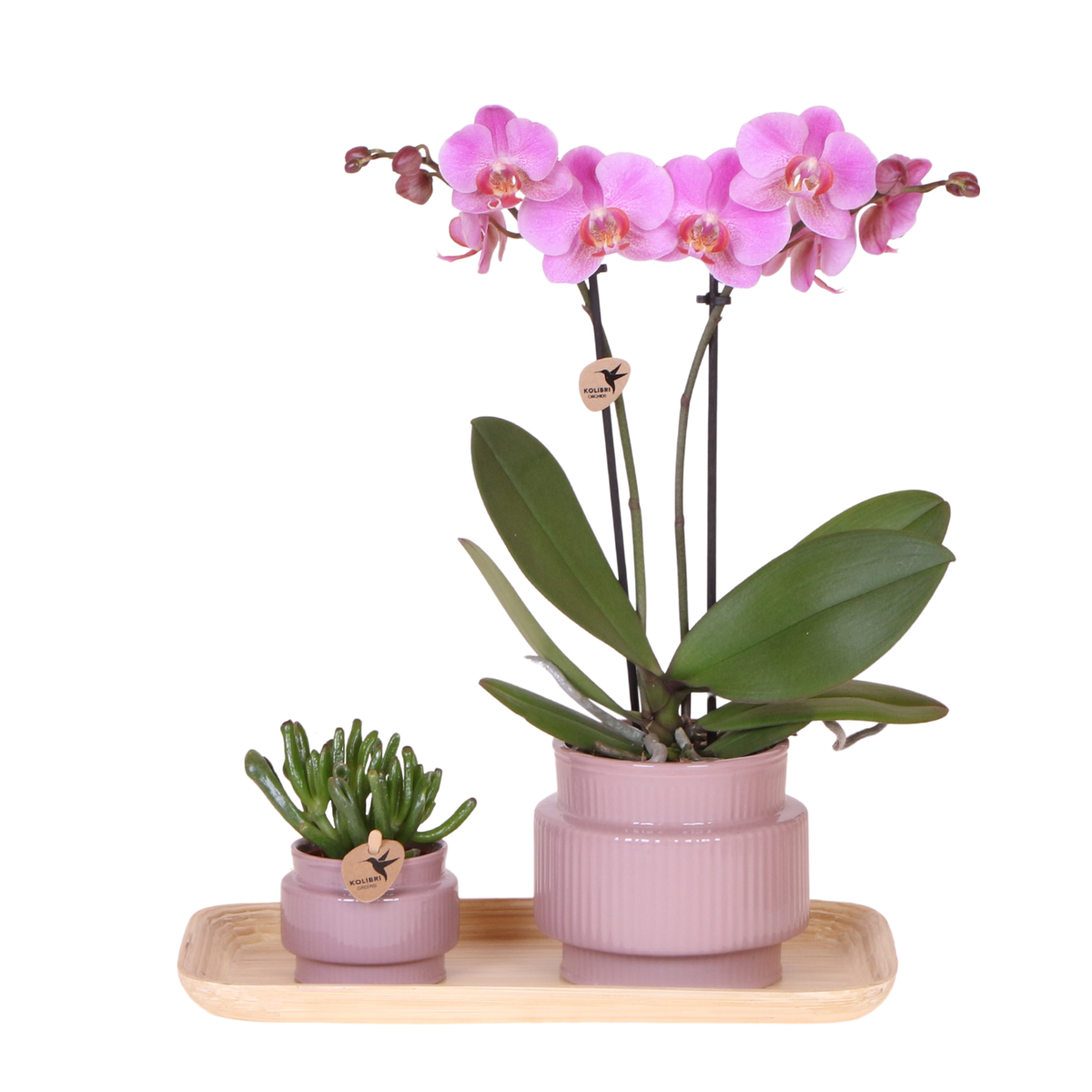 Orchidée Phalaenopsis rose-violet Mineral Frederikstad et succulente - coffret Allure violet