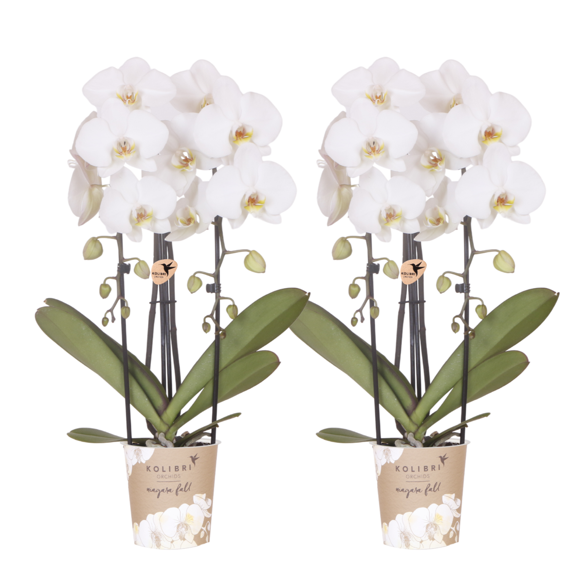 Orchidées Phalaenopsis blanches Niagara Fall White- pot Ø12 cm
