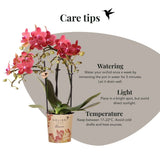 Orchidée Phalaenopsis rouge Blossom Congo et 2 succulentes - coffret Mellow noir