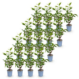 Laurier du Portugal Angustifolia pour haie - Prunus lusitanica - H 25-35 cm, pot Ø9 cm - photo 2
