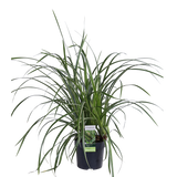Laîche Ice Dance - Carex morrowii - 3 plants - H 30 cm, pot Ø14 cm