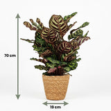 Calathea Makoyana – Plante paon | Pot 19 cm