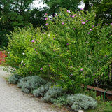 Green Boutiqu - Garden Plant - Hibiscus syriacus Woodbridge - Hardy Hibiscus - Pink - 3 Plants - 17cm Pot - 45cm Height