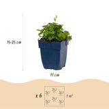 Campanule de Poscharsky Lisduggan - H 15-25 cm, pot Ø11 cm