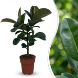 Ficus Elastica Cloe – Plante caoutchouc | Pot 19 cm, Hauteur 60 cm