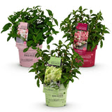 Green Boutique - Garden Plant - Hydrangea Paniculata Groundbreaker Blush - Greeny - Ruby - Panicle Hydrangea - Compact - Pink-Green-Red - 3 Plants - 14cm Pot - Height 20-25cm