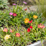 Delosperma en mélange - H 10-12 cm, pot Ø7 cm