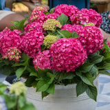 Green Boutiqu - Garden Plant - Hydrangea Endless Summer Summer Love Red - Red Hortensia - Winter Hardy - Deep Red - 1 Plant - 14cm Pot - Height 20-25cm