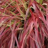 Green boutiQ - Siergrassen - Uncinia rubra Everflame  - Rood - 2 Planten - Bladhoudend - Weinig Onderhoud - Pot 17cm Hoogte 50cm