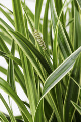 Laîche Ice Dance - Carex morrowii - 3 plants - H 30 cm, pot Ø14 cm
