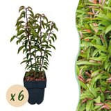 Green boutiQ - Haagplanten - Prunus lusitanica Angustifolia - blad groen - 6 planten - 1 strekkende meter - groenblijvend - pot 17cm hoogte 50cm