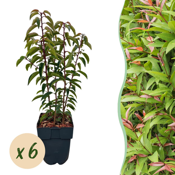 Green boutiQ - Haagplanten - Prunus lusitanica Angustifolia - blad groen - 6 planten - 1 strekkende meter - groenblijvend - pot 17cm hoogte 50cm
