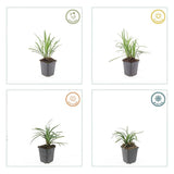 Liriope Monroe White en godet - Liriope muscari - H 10-25 cm, pot Ø9 cm - photo 4