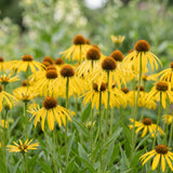 Échinacée jaune - Echinacea paradoxa - H 15-25 cm, pot Ø11 cm - photo 5
