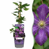 Clématite Étoile Violette - 6 plants
