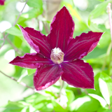 Clématite Rouge Cardinal en godet - Clématite à grandes fleurs - pot Ø9 cm - photo 5