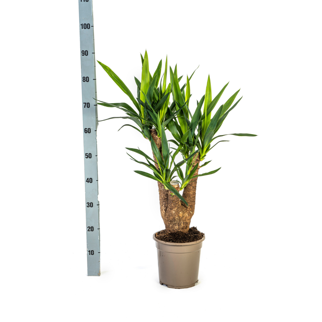 Yucca Branchu (Vertakt)
