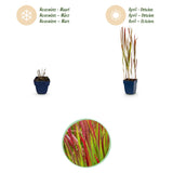 Imperata Red Baron - Herbe sanglante du Japon - H 15-25 cm, pot Ø11 cm
