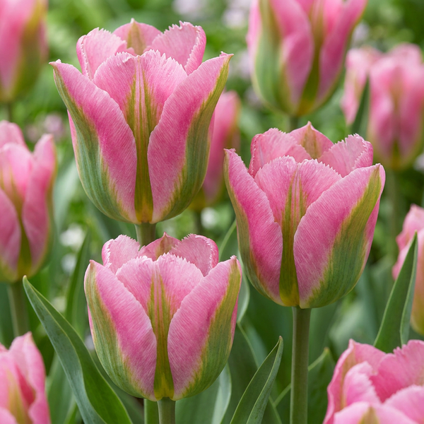 Tulipe Striped Crown en mélange