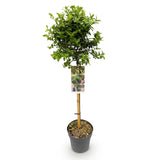 Green boutiQ - Tuinplant - Euonymus fortunei Harlequin - Plant op stam - Terras Plant - Bladhoudend - Weinig Onderhoud - Pot 19cm Hoogte 90cm