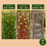 Vigne vierge de Boston Veitchii Boskoop - Parthenocissus tricuspidata - H 35 cm, pot Ø9 cm - photo 5