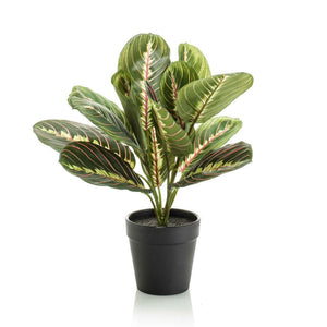 Maranta en Pot plante artificielle