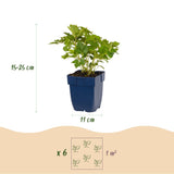 Astilbe naine Pumila - H 15-25 cm, pot Ø11 cm