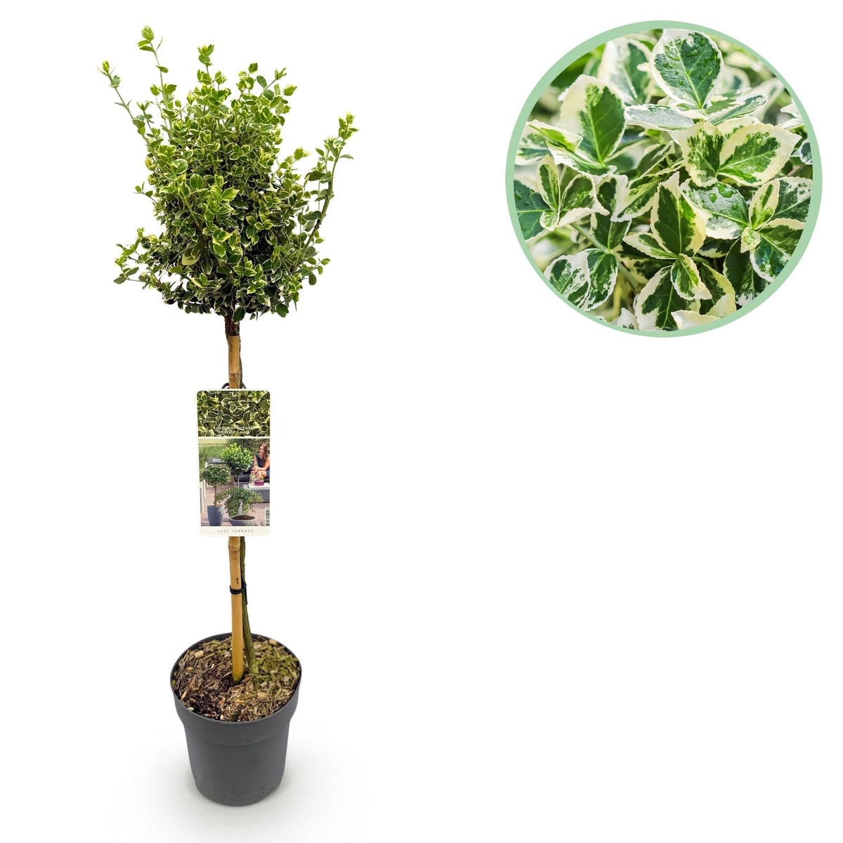 Green boutiQ - Tuinplant - Euonymus fortunei Emerald Gaiety - Plant op stam - Terras Plant - Bladhoudend - Weinig Onderhoud - Pot 19cm Hoogte 90cm