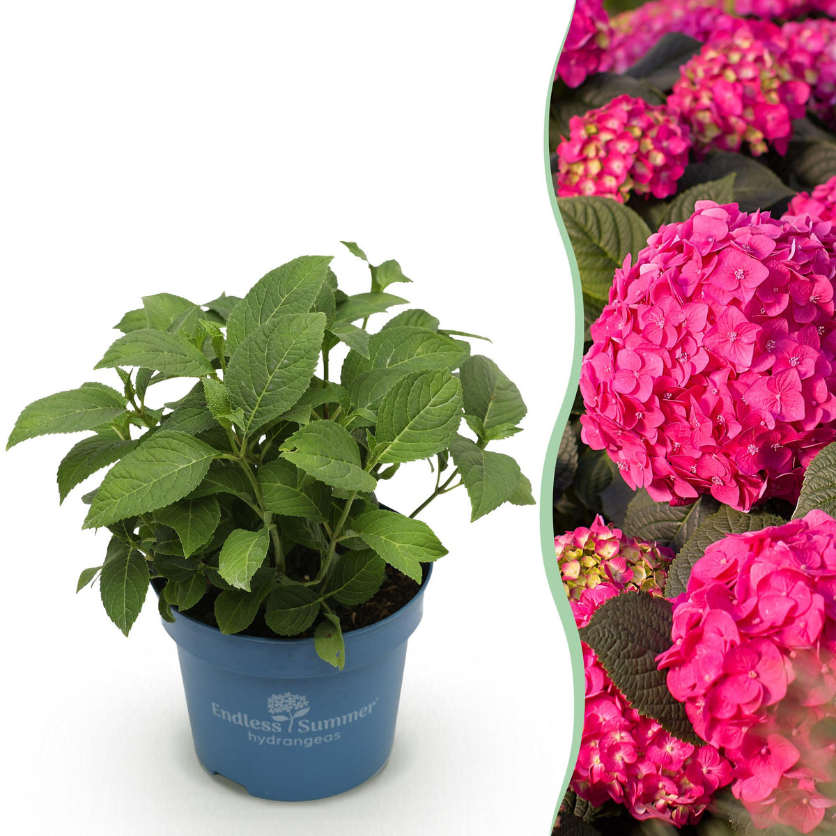Green Boutiqu - Garden Plant - Hydrangea Endless Summer Summer Love Red - Red Hortensia - Winter Hardy - Deep Red - 1 Plant - 14cm Pot - Height 20-25cm