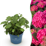 Green Boutiqu - Garden Plant - Hydrangea Endless Summer Summer Love Red - Red Hortensia - Winter Hardy - Deep Red - 1 Plant - 14cm Pot - Height 20-25cm