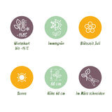 Green boutiQ - Siergrassen - Uncinia rubra Everflame  - Rood - 4 Planten - Bladhoudend - Weinig Onderhoud - Pot 17cm Hoogte 50cm