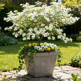 Cornouiller à fleurs de Floride - H 35 cm, pot Ø12 cm