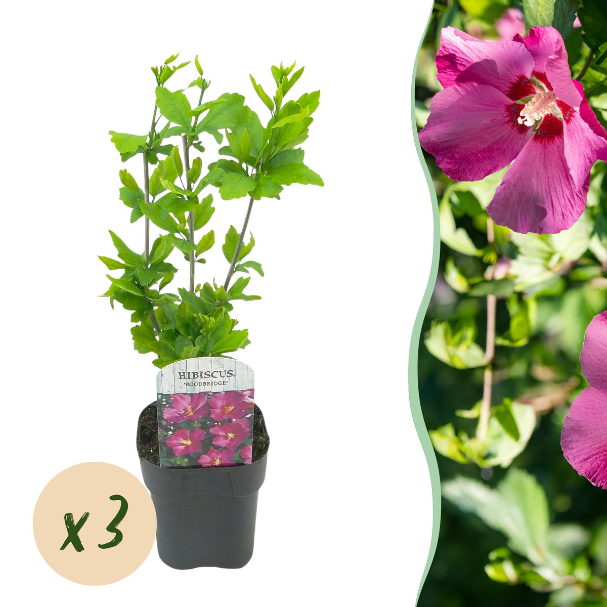 Green Boutiqu - Garden Plant - Hibiscus syriacus Woodbridge - Hardy Hibiscus - Pink - 3 Plants - 17cm Pot - 45cm Height