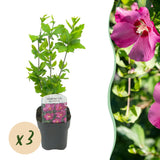 Green Boutiqu - Garden Plant - Hibiscus syriacus Woodbridge - Hardy Hibiscus - Pink - 3 Plants - 17cm Pot - 45cm Height