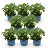 Hortensia Summer Love violet - Hydrangea Endless Summer - H 20-25 cm, pot Ø14 cm - photo 2