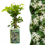 Clématite des haies - Clematis vitalba - H 35 cm, pot Ø9 cm