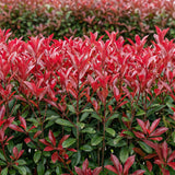 Green Boutiqu - Hedge Plants - Photinia fraseri Red Square - green red - 6 plants - 1 linear meter - evergreen - 17cm pot height 55cm