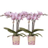 Orchidées Phalaenopsis roses Mineral Chamberry - lot de 2 - pot Ø9 cm